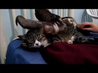 Un chat et un paresseux
