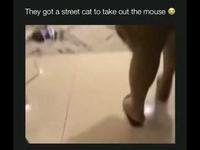 Il va chercher un chat errant parce qu’il y a une souris chez lui. 