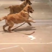 Un golden retriever se fait des amis