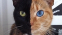 Un chat chimere