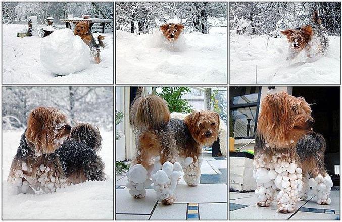 Un chien qui a couru dans la neige.