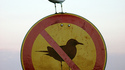 Une mouette rebelle