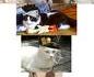 Neko's bizar adventure