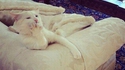 Une chatte (vulgaire)