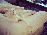 Une chatte (vulgaire)