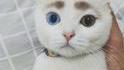 Réincarnation : David Bowie en chat