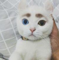 Réincarnation : David Bowie en chat