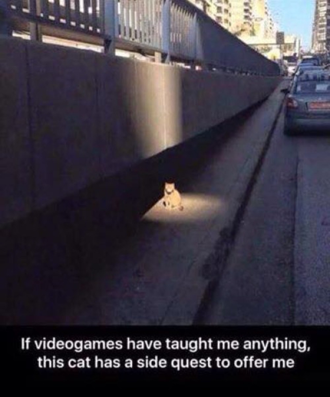 Si les jeux vidéo m'ont appris quelque chose, c'est que ce chat a une quête secondaire à me confier.