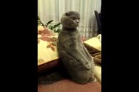 Un chat regarde Star Wars