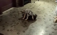 Un chien attaque un ours