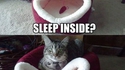 Dans quoi dort le chat ?