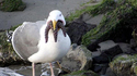 Mouette affamée