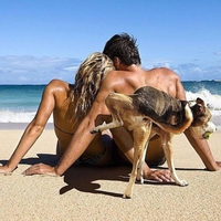 Chien citadin