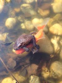 Avez-vous déjà vu un crapaud sur un poisson rouge ?