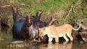 L'hippopotame, le lion et le crocodile