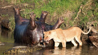 L'hippopotame, le lion et le crocodile