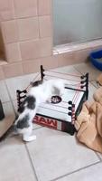 Kitty le destructeur des mondes vs mioumiou l’arracheur d’âme 