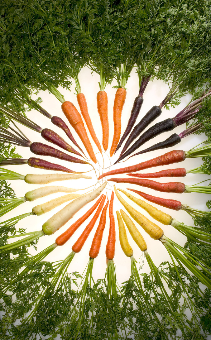 Variétés des carottes sélectionnées pour leurs diverses couleurs