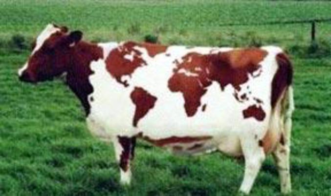 Une vache avec des taches qui forment les continents.
