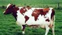 Vache utile