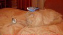 Camouflage efficace