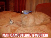 Camouflage efficace