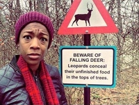 Attention aux cerfs