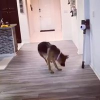 Un chien défend courageusement son maître