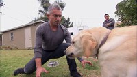 Labrador, mon ami !