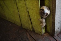 Regard de paresseux 
