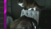 Les chats sont tous des connards