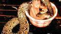 Gentil AnacOnda