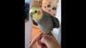 Une perruche fait du dubstep