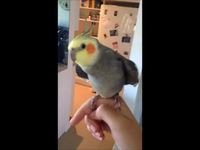 Une perruche fait du dubstep