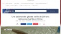 une salamandre géante de 200 ans decouverte en Chine