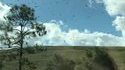 Des oiseaux filmés en slow-motion