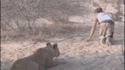 Un homme, une lionne...