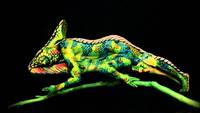 Caméléon
