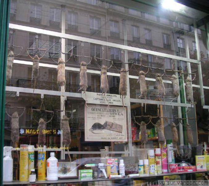 Une quincaillerie vend des pièges à rats et prouve leur efficacité en vitrine.