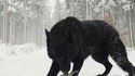 Un loup noir