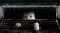 Kitty