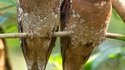 Batrachostomus moniliger