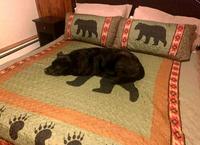 Dessus de lit avec des motifs "ours"