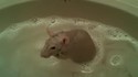 Rat au bain