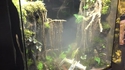 Terrarium Dagobah