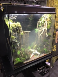 Terrarium Dagobah