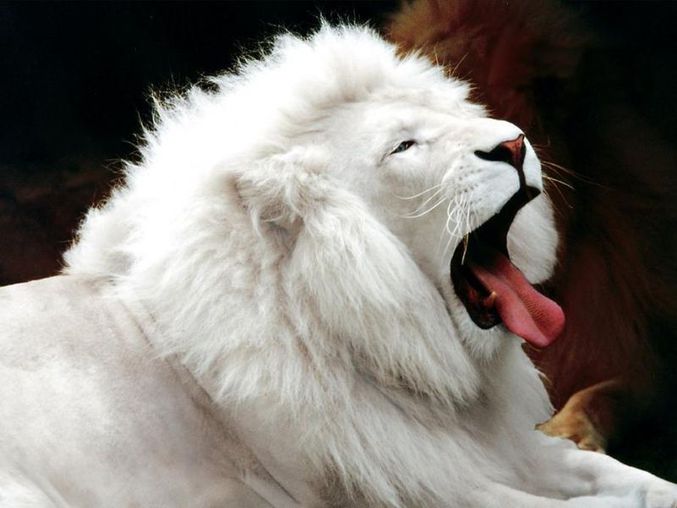 Un lion tout blanc.