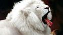Lion blanc