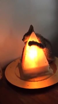 Le chat et la lumière