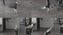 Chat-chat-chat